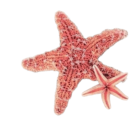 hermosas estrellas de mar color rosa